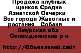 Продажа клубных щенков Средне Азиатской Овчарки - Все города Животные и растения » Собаки   . Амурская обл.,Селемджинский р-н